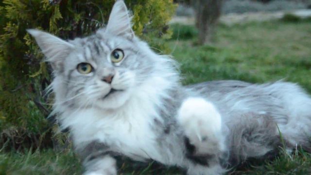 Maine Coon female ALLEGIANCELOVE Glory смотреть онлайн
