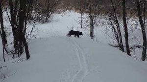 Черный волк на Кумысной поляне Саратова