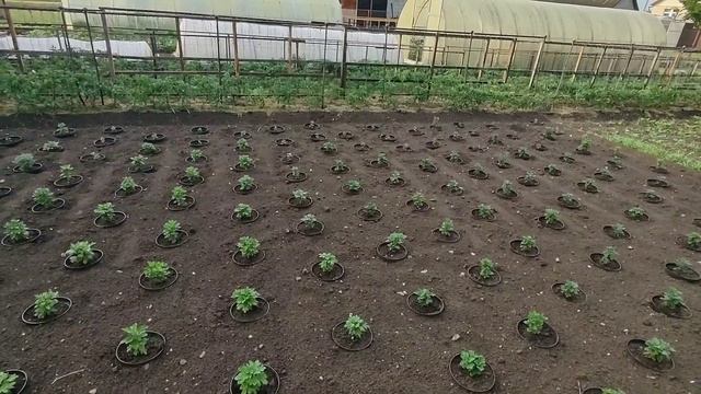 Хризантема мультифлора в 3-х литровых горшках смотреть онлайн