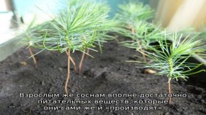 Выращивание сосны горной: тонкости посадки и ухода