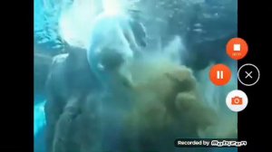 медведь ОБОСРАЛСЯ XD угар