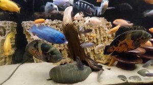 Аквариум с малавийскими цихлидами. 08.09.2024
#астронотус #аквариум #цихлиды #аквариумные рыбки