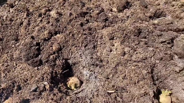 Картошка в высокие грядки, краткий обзор)) как проходят ваши выходные? Уже посадили?) смотреть онлайн