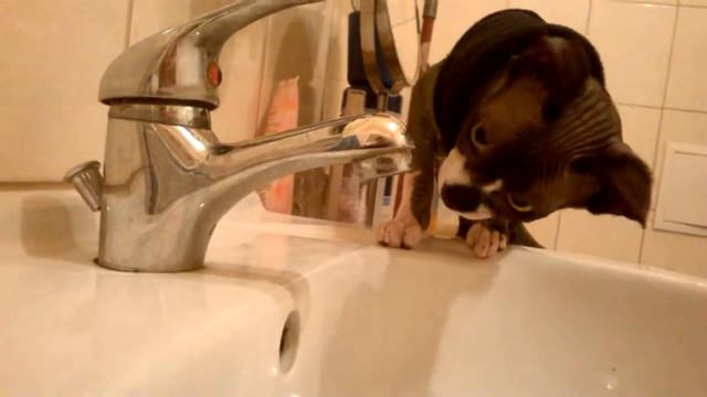 Sfinks Kanadyjski , Canadian Sphynx drink water смотреть онлайн