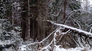 охота с лайкой на лося в Удмуртии