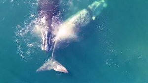 Загадки и ТАЙНЫ океана