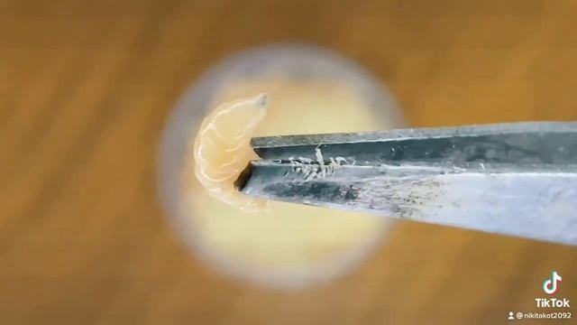 ОПАРЫШИ ДЛЯ ПАУКА! смотреть онлайн