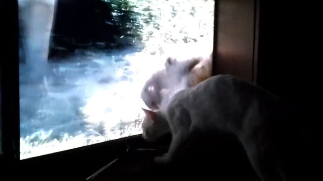 Кот смотрит львов по телевизору. смотреть онлайн