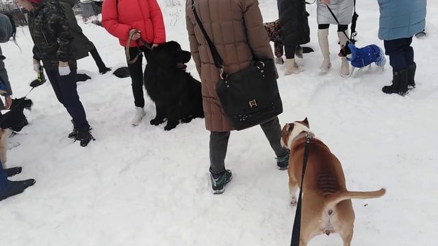 Встретили с амстаффом толпу собачников