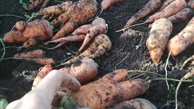 Королева осени - морковь смотреть онлайн