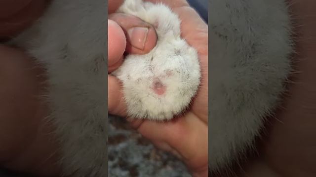 Как определить пол джунгарского хомячка? смотреть онлайн