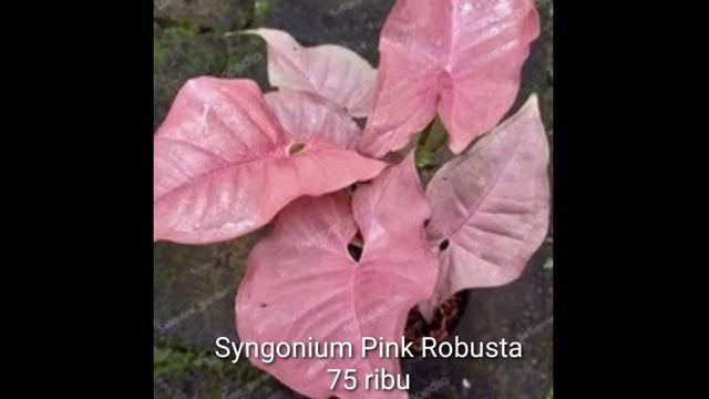 CEK HARGA TERBARU TANAMAN HIAS SYNGONIUM|HARGA TERBARU TANAMAN SYNGONIUM|SYNGONIUM PALING CANTIK смотреть онлайн