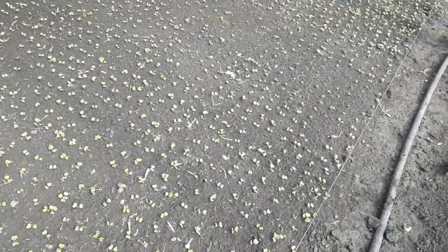 Стоит ли снимать плёнку с теплицы? смотреть онлайн