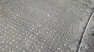 Стоит ли снимать плёнку с теплицы?