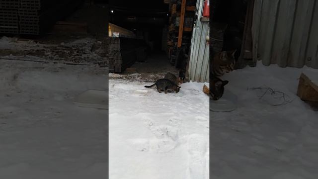 Кормим бездомных кошек смотреть онлайн