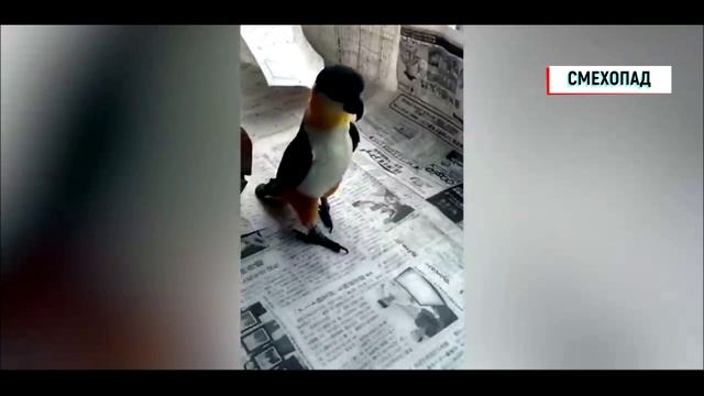 Лютый попугай часть 1 смотреть онлайн