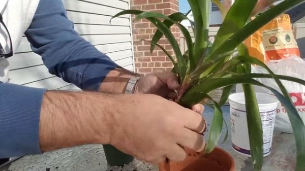 Growing A Bromeliad And How To Care For A Bromeliad Plant❤