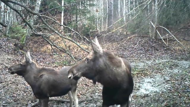 Лоси из "Брянского леса" смотреть онлайн