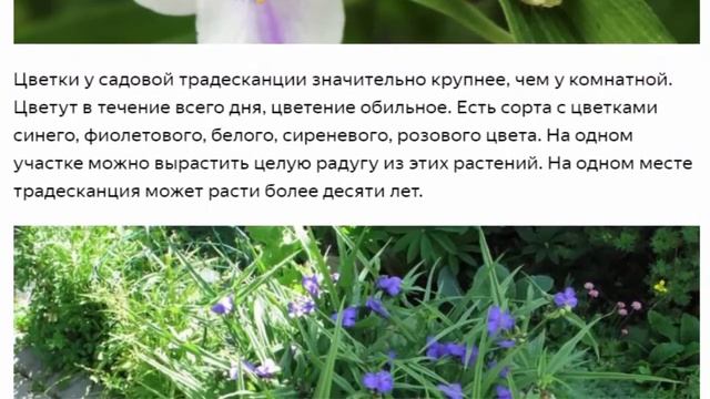 Виргинская традесканция Красивые растения для дома и сада смотреть онлайн