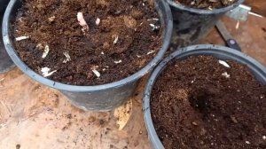 Бегония-Как сажать клубни бегоний весной, Как добиться раннего цветения бегонии.