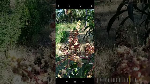 Redmi Note 7 pro Camera 48 MP(pro mode) смотреть онлайн