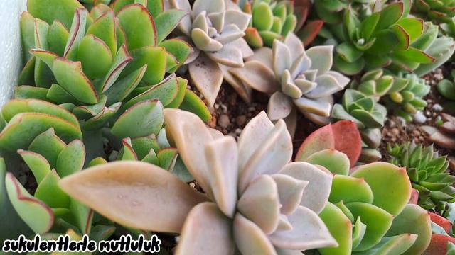 echeveria parva/echeveria minibelle çoğaltımi/sedeveria süper brow/sukulentlerim/sukulent satışi смотреть онлайн
