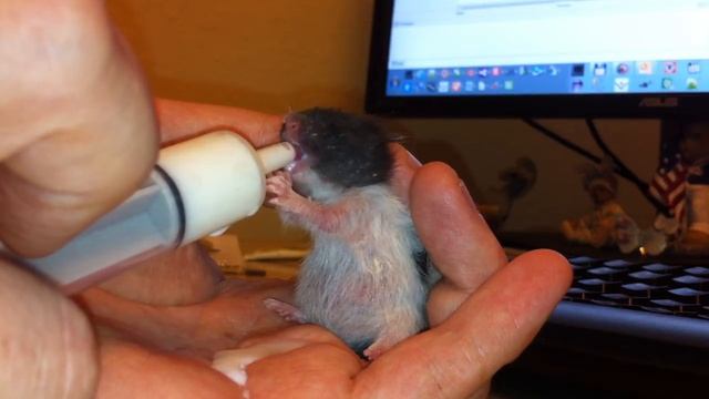 Молочный отец для хомячков / Как накормить хомячка если мамы нет... смотреть онлайн