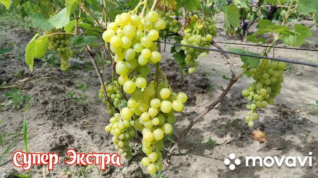Виноград Супер Экстра смотреть онлайн