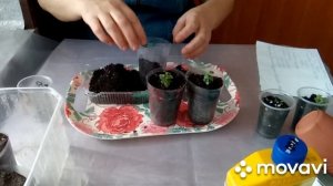 Пикировка Бакопы /Уход