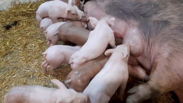 //Кабанчик космонавт,готовим в полет на племя//В гостях у Ладушки,ставим железо Валерчикам14дн // смотреть онлайн