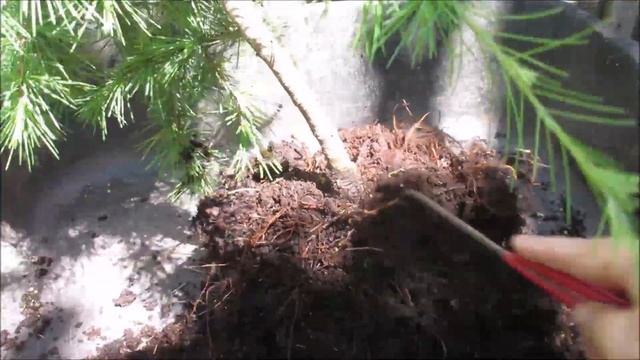 Cedrus Deodara Bonsai Update June 2018 смотреть онлайн