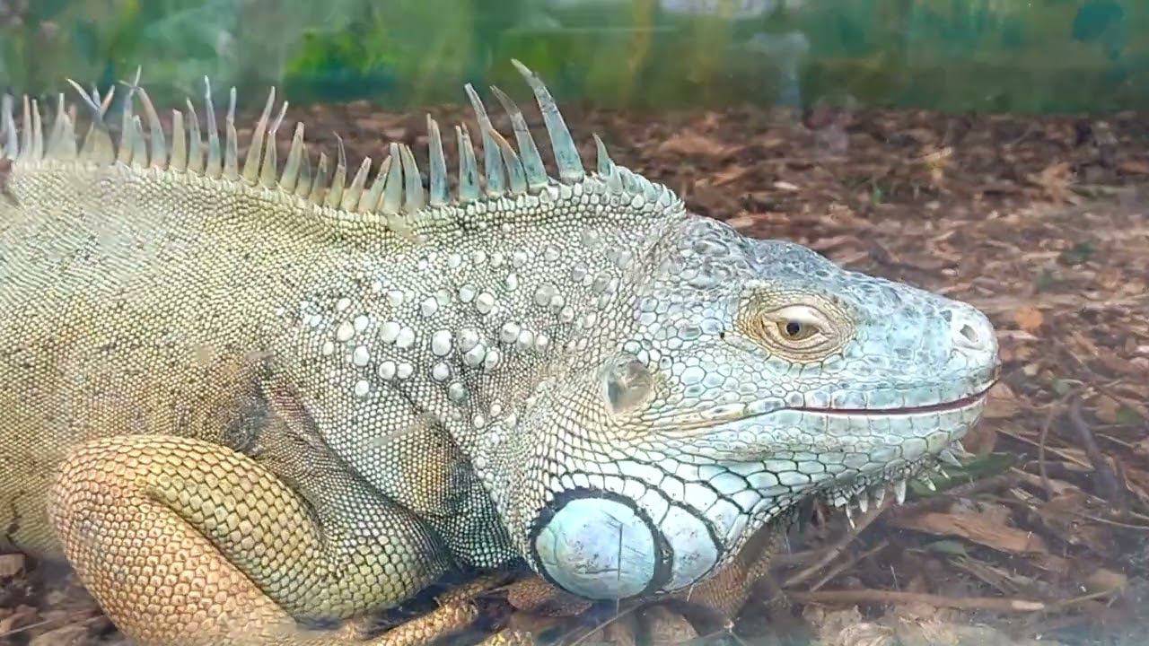 Геленджик. Сафари парк. смотреть онлайн