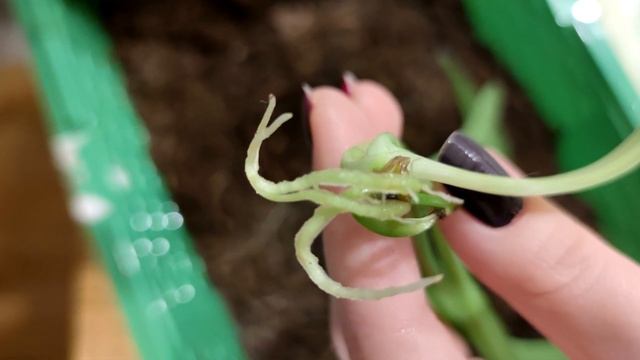 ОДНА КАПЛЯ ЧЕРЕНКИ ПУСКАЮТ КОРНИ ЗА 4 ЧАСА! ЧУДО СРЕДСТВО ЗАМЕНИТ КОРНЕВИН! смотреть онлайн