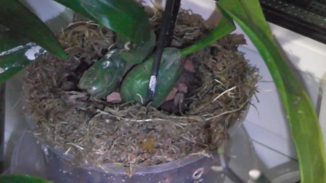 Целогина Кристата (Coelogyne cristata)???? смотреть онлайн