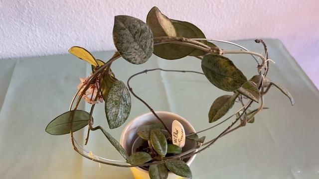 Цветение хойи Wilbur Graevis смотреть онлайн