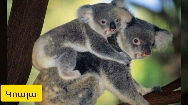 Անվտանգ Արտաքին Տեսքով 7 վտանգավոր կենդանիները смотреть онлайн