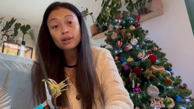 Unboxing Plante - Mon Come Back