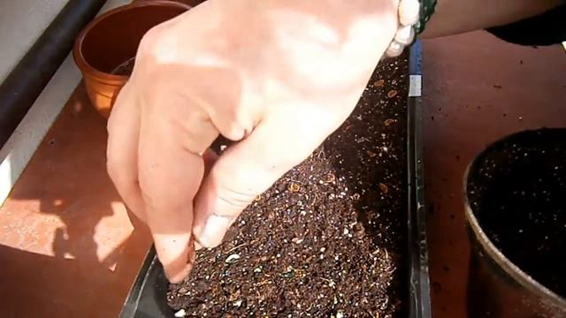 Propagating Succulent From Seeds - Stapelia Seeds