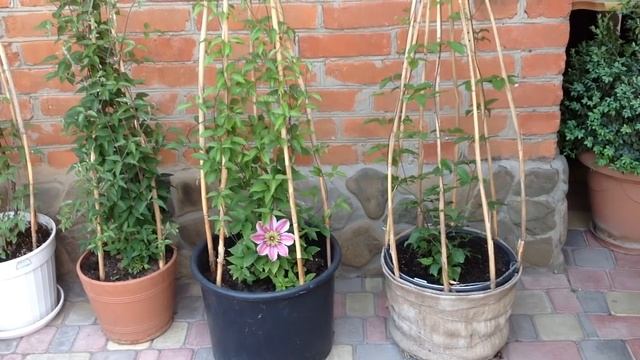 ОПОРЫ для клематисов  в контейнерах. Что цветет в саду в начале мая