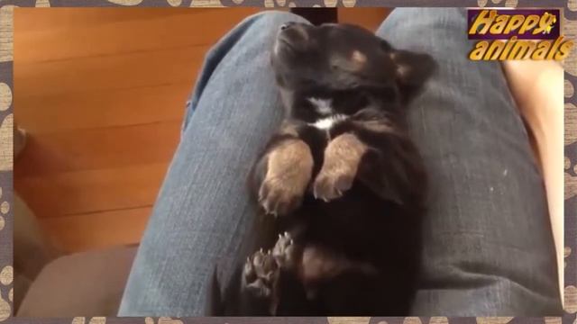 Маленькие собачки ! НУ ОЧЕНЬ МИЛО!) смотреть онлайн