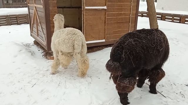 АЛЬПАКИ ДОСЯ И ПЕДРО НА ГОРОДСКОЙ ФЕРМЕ ВДНХ #альпаки смотреть онлайн