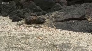 Игуана сматывается от стаи змей