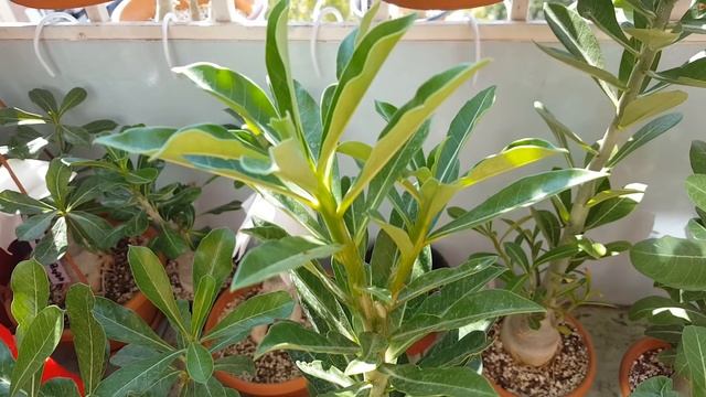 Адениум цветет! Не то, но красиво! )) смотреть онлайн