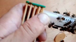 Подсадка неплодной матки в пчелосемью