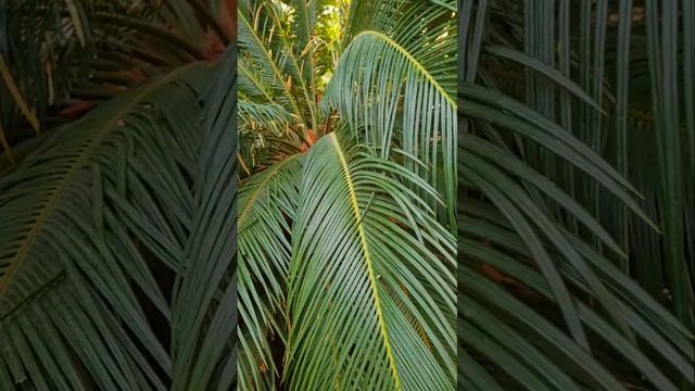 Ставропольский Ботанический сад. смотреть онлайн