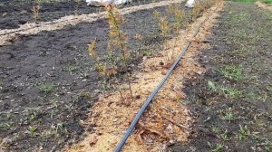 Почему краснеют листья у голубики весной