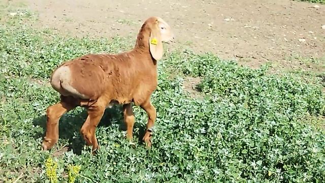 Гиссарский баранчик грубого типа 1 месяц и 2 дня ему, от Слона ( 05.06.2022 г.) +79054444790 смотреть онлайн