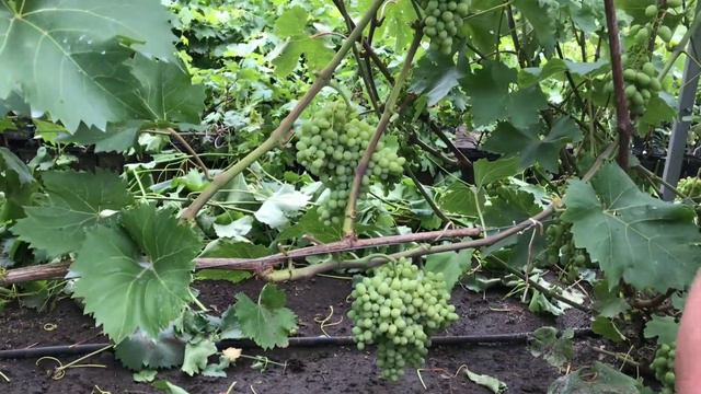 Экскурсия по питомнику кинельского винограда 22. 07.2018 смотреть онлайн