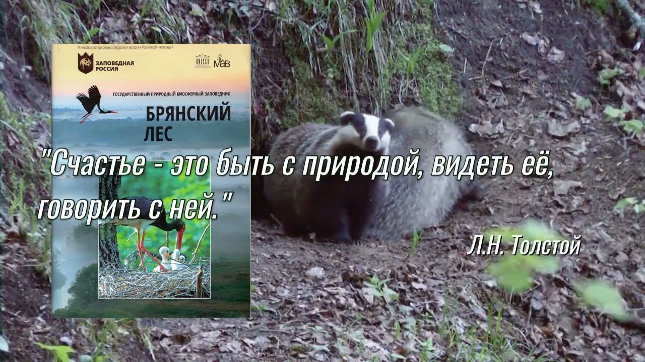 Заповедник "Брянский лес" смотреть онлайн