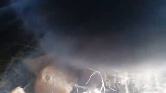 |Мир животных|кролик мирка смотреть онлайн